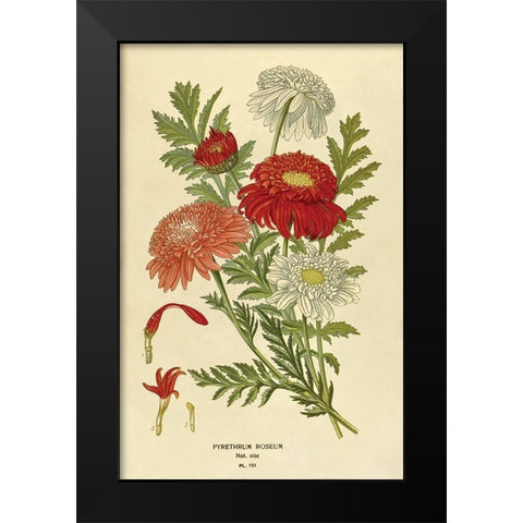Pyrethrum Roseum Black Modern Wood Framed Art Print by Anonymous