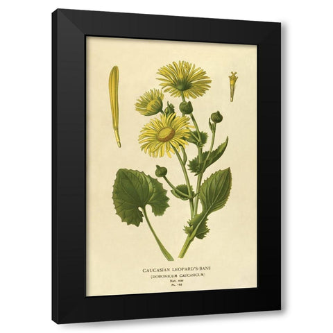 Caucasian Leopardâ€™s Bane Black Modern Wood Framed Art Print by Anonymous