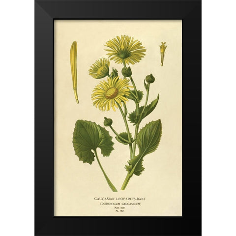 Caucasian Leopardâ€™s Bane Black Modern Wood Framed Art Print by Anonymous