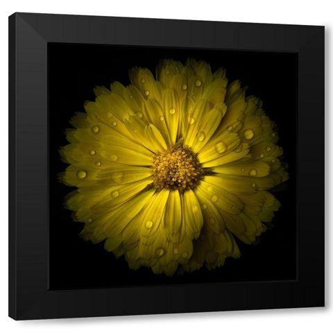 Yellow Chrysanthemum Black Modern Wood Framed Art Print by Carson, Brian