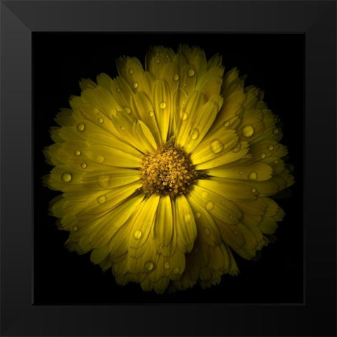 Yellow Chrysanthemum Black Modern Wood Framed Art Print by Carson, Brian