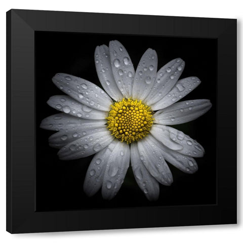 Daisy with Water Droplets Black Modern Wood Framed Art Print with Double Matting by Carson, Brian