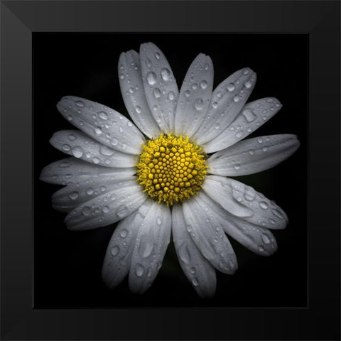 Daisy with Water Droplets Black Modern Wood Framed Art Print by Carson, Brian