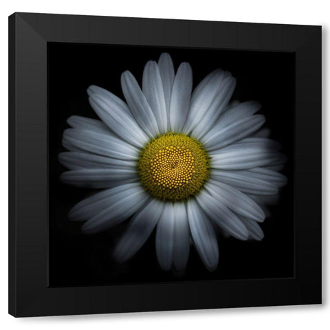 Daisy Black Modern Wood Framed Art Print with Double Matting by Carson, Brian