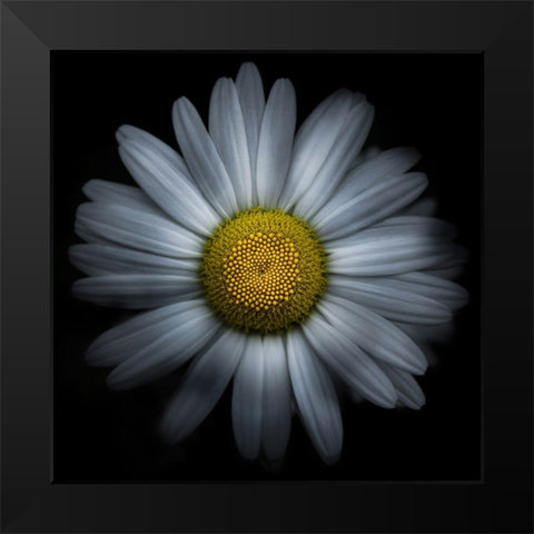 Daisy Black Modern Wood Framed Art Print by Carson, Brian