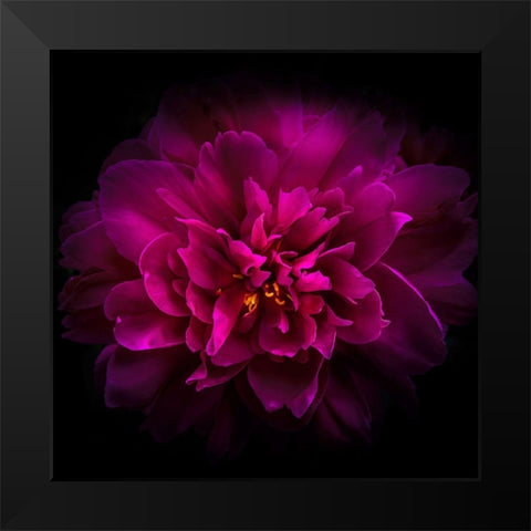 Peony Black Modern Wood Framed Art Print by Carson, Brian