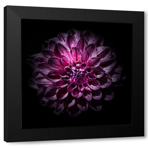 Purple Dahlia Black Modern Wood Framed Art Print with Double Matting by Carson, Brian