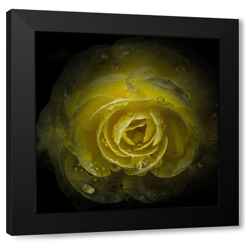 Yellow Rose with Water Droplets Black Modern Wood Framed Art Print by Carson, Brian