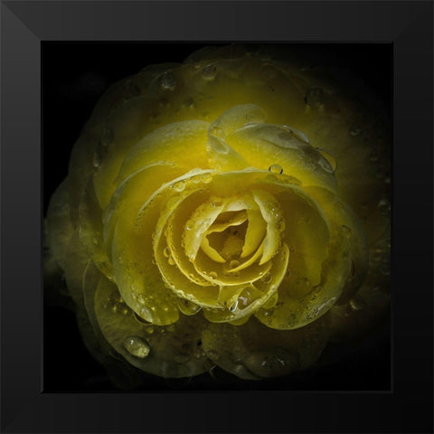 Yellow Rose with Water Droplets Black Modern Wood Framed Art Print by Carson, Brian