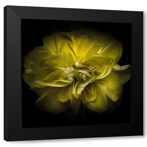 Golden Yellow Petals Black Modern Wood Framed Art Print by Carson, Brian
