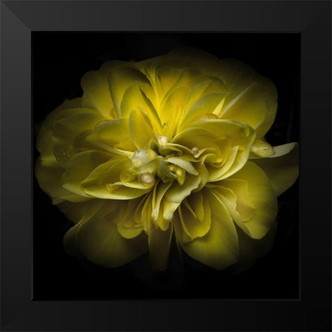 Golden Yellow Petals Black Modern Wood Framed Art Print by Carson, Brian