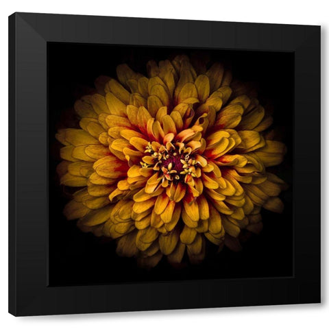 Orange Chrysanthemum Black Modern Wood Framed Art Print with Double Matting by Carson, Brian