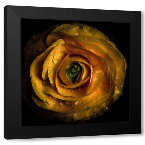 Golden Yellow Rose Black Modern Wood Framed Art Print by Carson, Brian