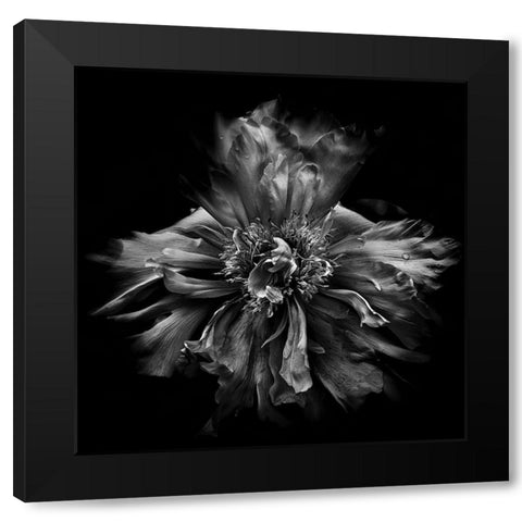 Dynamic Petals Black Modern Wood Framed Art Print by Carson, Brian