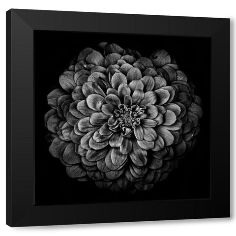 Black and White Chrysanthemum Black Modern Wood Framed Art Print with Double Matting by Carson, Brian