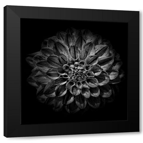 Black and White Dahlia  Black Modern Wood Framed Art Print by Carson, Brian