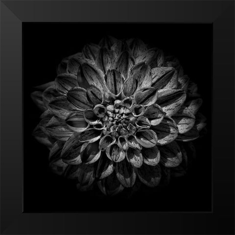 Black and White Dahlia  Black Modern Wood Framed Art Print by Carson, Brian