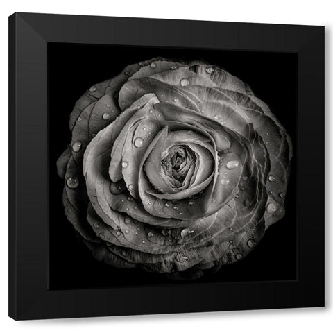 Black and White Rose Black Modern Wood Framed Art Print by Carson, Brian