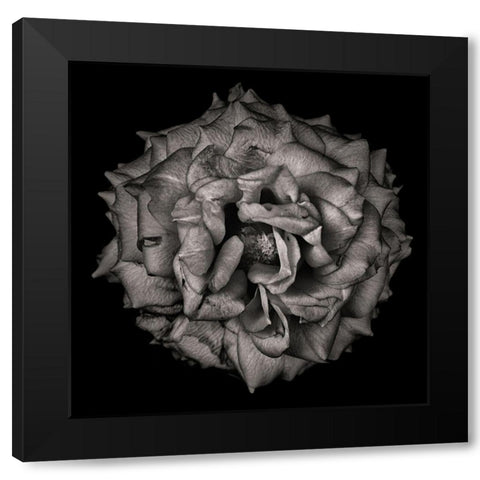 Black and White Flower Black Modern Wood Framed Art Print by Carson, Brian