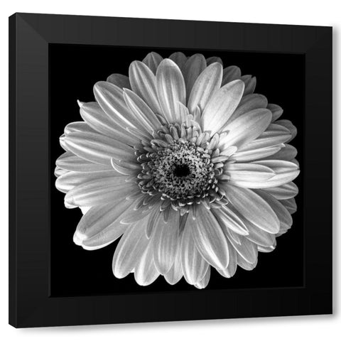 Black and White Gerbera Black Modern Wood Framed Art Print with Double Matting by Graciet, Stephane