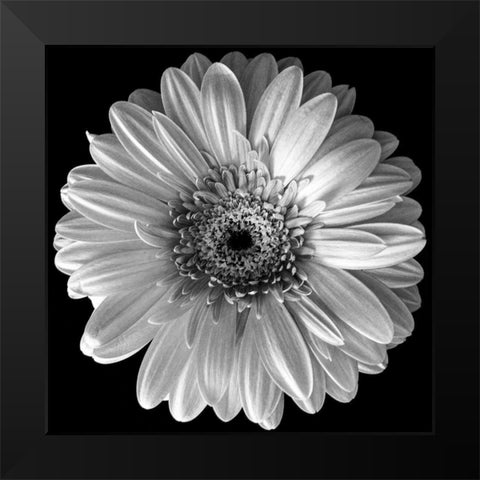 Black and White Gerbera Black Modern Wood Framed Art Print by Graciet, Stephane