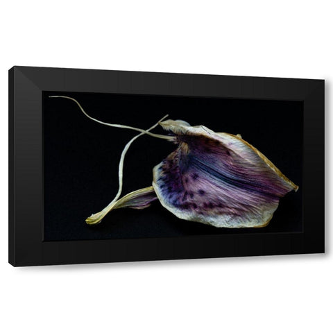 Lily Petal Black Modern Wood Framed Art Print with Double Matting by Graciet, Stephane