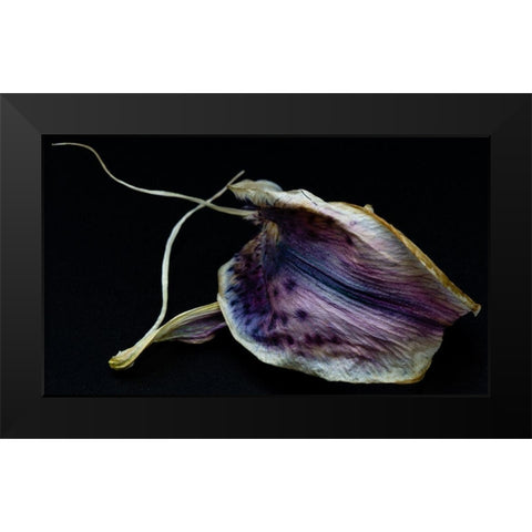 Lily Petal Black Modern Wood Framed Art Print by Graciet, Stephane