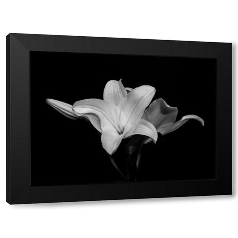 White Lily Black Modern Wood Framed Art Print with Double Matting by Graciet, Stephane