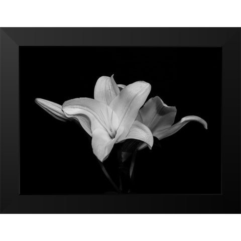 White Lily Black Modern Wood Framed Art Print by Graciet, Stephane