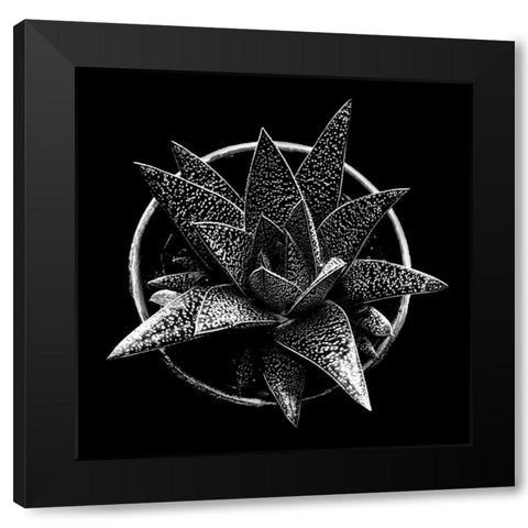 Black and White Succulent  Black Modern Wood Framed Art Print by Graciet, Stephane