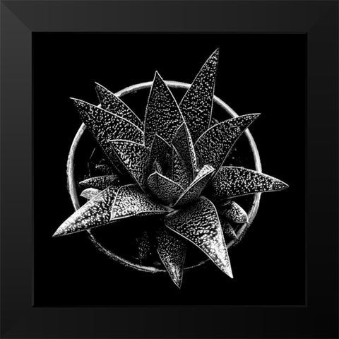 Black and White Succulent  Black Modern Wood Framed Art Print by Graciet, Stephane