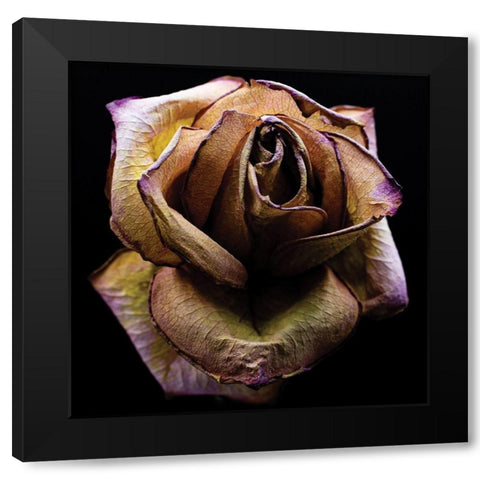 Colorful Rose Black Modern Wood Framed Art Print by Graciet, Stephane