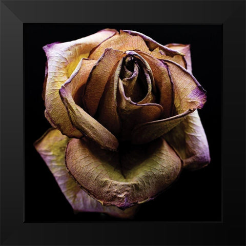 Colorful Rose Black Modern Wood Framed Art Print by Graciet, Stephane