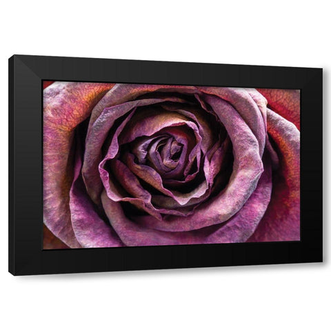 Purple Rose Black Modern Wood Framed Art Print with Double Matting by Graciet, Stephane