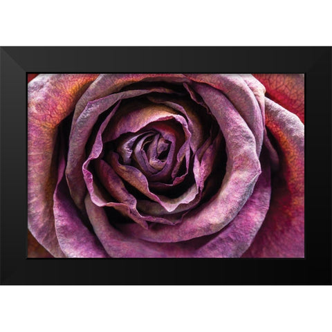Purple Rose Black Modern Wood Framed Art Print by Graciet, Stephane