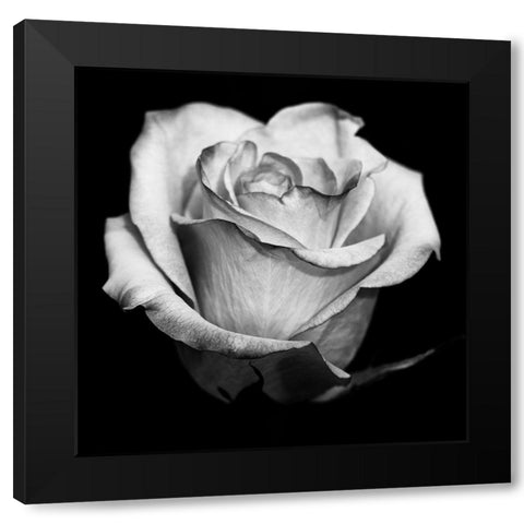 Black and White Rose Black Modern Wood Framed Art Print with Double Matting by Graciet, Stephane