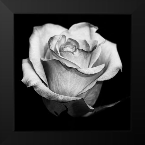 Black and White Rose Black Modern Wood Framed Art Print by Graciet, Stephane