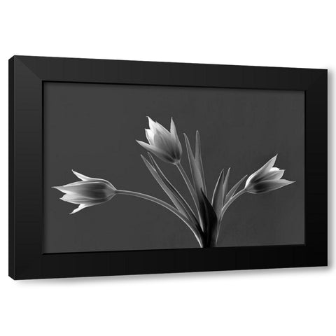 Tulip Trio Black Modern Wood Framed Art Print by Frates, Dennis
