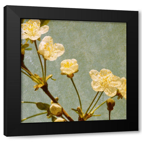 Blossoming Branch Black Modern Wood Framed Art Print by Anonymous