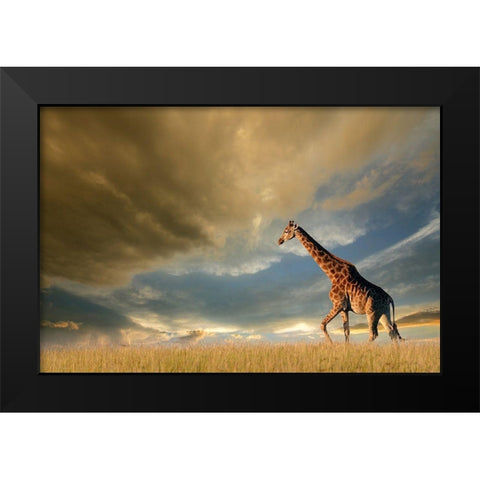 Giraffes, African Skies Black Modern Wood Framed Art Print by Anonymous