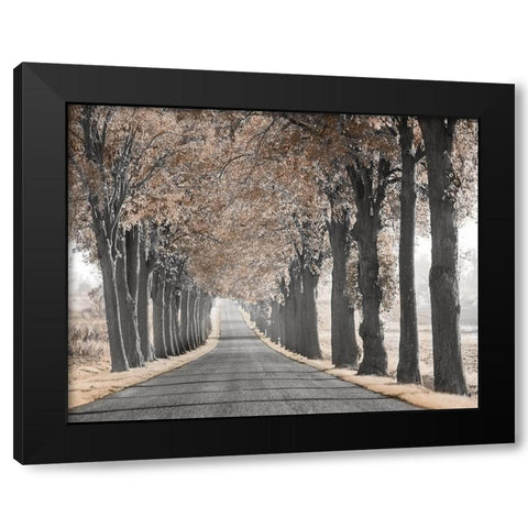 Road Through Tree Alley Black Modern Wood Framed Art Print by Anonymous