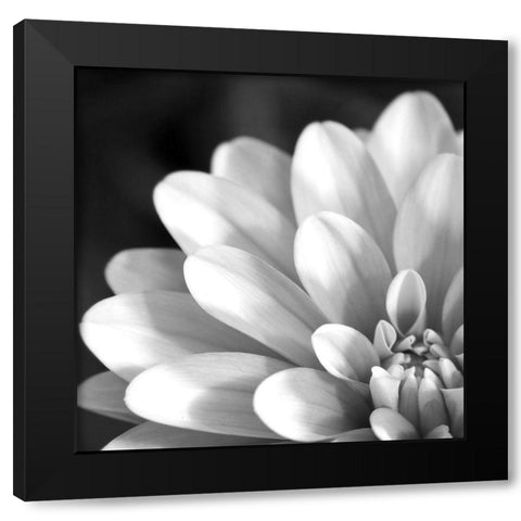Radiating Petals Black Modern Wood Framed Art Print with Double Matting by Anonymous