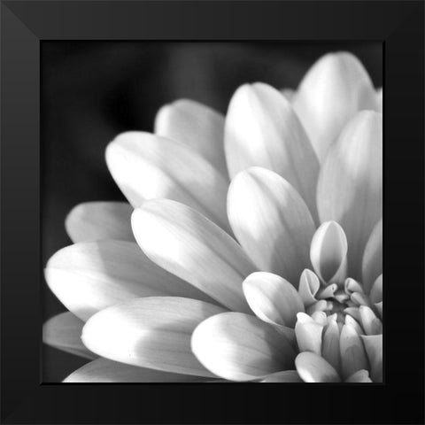 Radiating Petals Black Modern Wood Framed Art Print by Anonymous