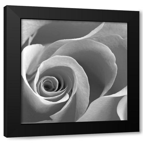 Rose Spiral II Black Modern Wood Framed Art Print by Anonymous