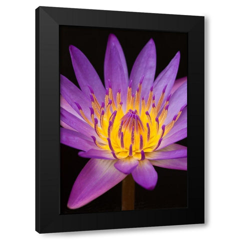 Violet Lotus Black Modern Wood Framed Art Print by Anonymous