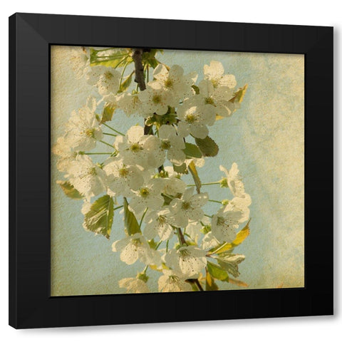 Spring Bloom Black Modern Wood Framed Art Print by Anonymous