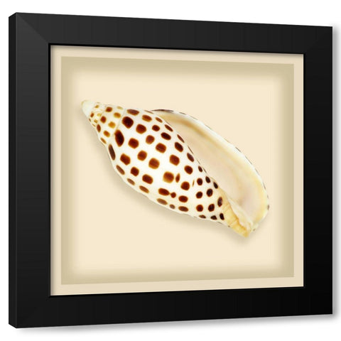 Leopard Shell Black Modern Wood Framed Art Print with Double Matting by Anonymous