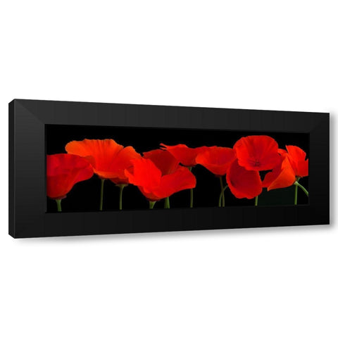 Vermilion Poppies Black Modern Wood Framed Art Print by Crum, R.