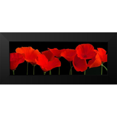 Vermilion Poppies Black Modern Wood Framed Art Print by Crum, R.