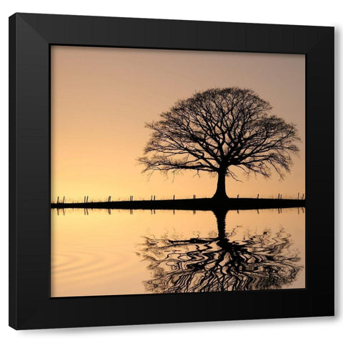 Shimmering Oak, Color Black Modern Wood Framed Art Print by Anonymous
